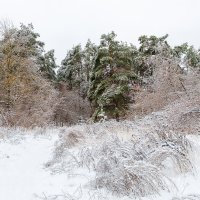 Снежный морозный пейзаж :: Александр Синдерёв