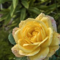 Жёлтая  роза и капли  дождя :: Валентин Семчишин