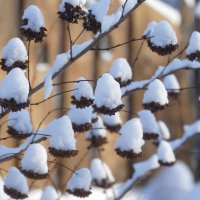 в шапках :: РозаВетроф 