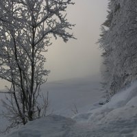 В тумане :: Ольга 