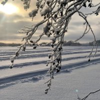 Прелести зимы :: Надежда Шубина
