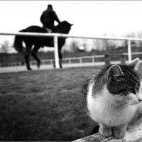 С лошадьми это сама кошка :: Jiří Valiska