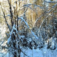 снег в лесу :: Владимир 