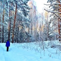 морозный день в лесу :: Владимир 