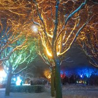Светящиеся деревья :: Сапсан 