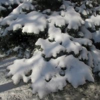 Долгожданный снег :: Нина Бутко