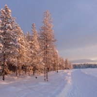 Снежная зима :: Ольга 