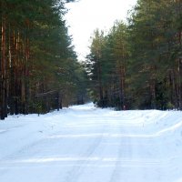 Зима в лесу :: Сергей 