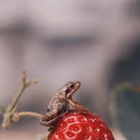 Земляная жаба на клубничке :: Екатерина Леонова