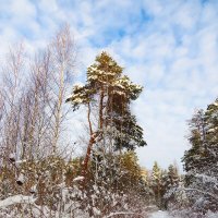 Тропинка в зимнем лесу :: Андрей Снегерёв
