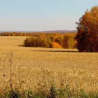 Хлеба поле золотое. :: nadyasilyuk Вознюк