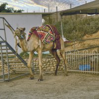Верблюжья ферма  **Израиль :: ujgcvbif 