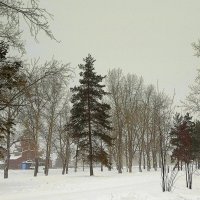 Пасмурный и снежный день января. :: Мила Бовкун