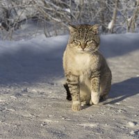 Суровый сибирский кот :: Екатерина Z