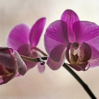 Цветёт орхидея! :: barsuk lesnoi