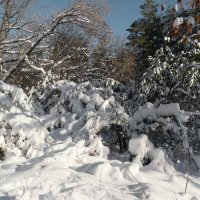 Про белое безмолвие.. :: Доктор Фауст 