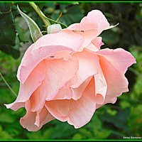 Розовая роза. :: Валерьян Запорожченко
