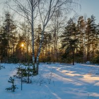 Мороз и Солнце Января # 04 :: Андрей Дворников