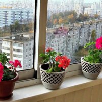 Цветы на балконе :: Игорь Сычёв