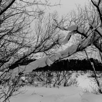 Зима в лесу :: Юлия Зайцева