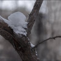 Снежок :: Александр Тарноградский