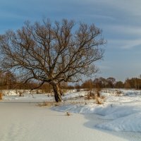Морозный день Января 2023 # 02 :: Андрей Дворников