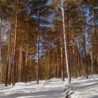 В зимнем лесу. :: Иван Обожин