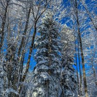 Зима :: Александр Посошенко