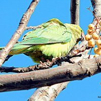 Зелёный попугай. :: Валерьян Запорожченко