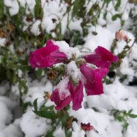 Красота под снегом :: Ольга 