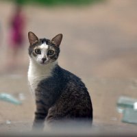Портрет дворовой кошки :: Тимур Кострома ФотоНиКто Пакельщиков