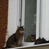 Два кота и два кроссовка. :: Иван Обожин