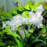 Цветет орхидея! :: ГЕНРИХ 