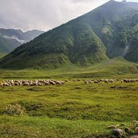 в горах любимой Грузии :: Tatiana Kolnogorov