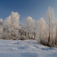 Деревья в серебре. :: Александр Яценко