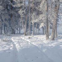 Прогулка по зимнему лесу :: Марина Фомина.