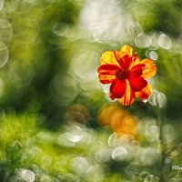 Цветок и боке :: Виталий Стасов