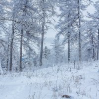 Зимний лес на перевале. :: Алексей Трухин