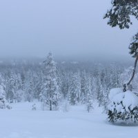 В зимнем тумане :: Ольга 