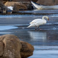 Белый лебедь на пруду :: Konstantin Liubavin