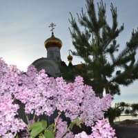 Сирень в цвету. :: Георгиевич 