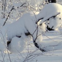 О неожиданных встречах в зимнем лесу..)) :: Андрей Заломленков (настоящий) 