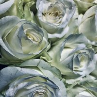 Белые розы :: Любовь 