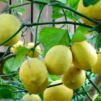 Лимоны на дереве. :: Валерьян Запорожченко