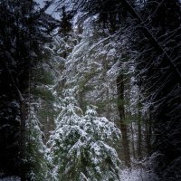 в темном лесе ... :: Vladimir K