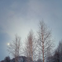 Зимой в лесу :: Дмитрий 