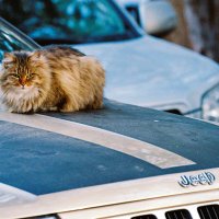 Cat & Jeep :: M Marikfoto