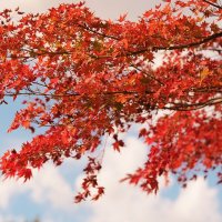 Японский красный клен осенью  Acer Palmatum :: wea *
