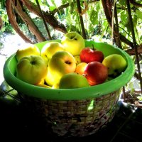 Осенний сбор яблок :: Нина Колгатина 
