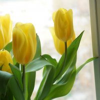 Желтые тюльпаны :: Татьяна Маркова